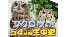 フクロウさん５４時間生中継【今月のいきもの】