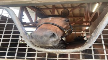 きょうのおすしのていてん　11月1日